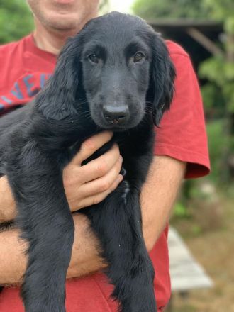 Flat Coated Retriever der FCI, der bereit zur Abholung ist. Er kommt mit einem Reisepas