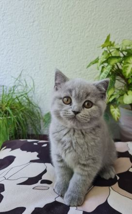 Zwei reinrassige BKH Kitten