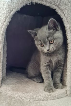 Zwei reinrassige BKH Kitten