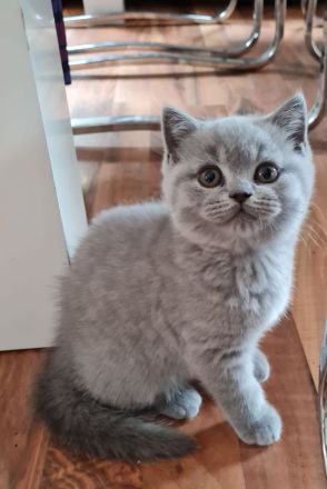 Zwei reinrassige BKH Kitten
