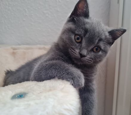 Zwei reinrassige BKH Kitten