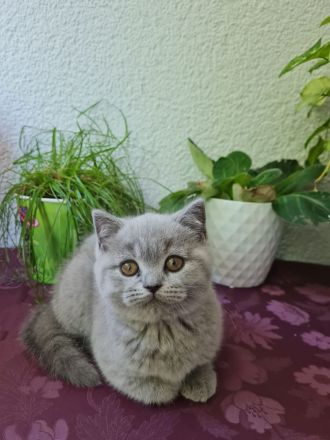 Zwei reinrassige BKH Kitten