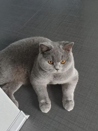 Zwei reinrassige BKH Kitten