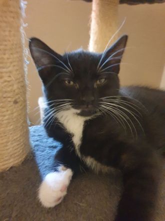 2 Mädchen suchen noch ein liebevolles zuhause