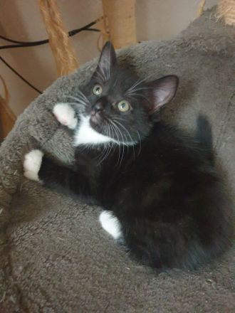 2 Mädchen suchen noch ein liebevolles zuhause