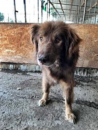 Louie, etwas ängstlich