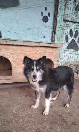 Speedy, sucht einen Gnadenplatz