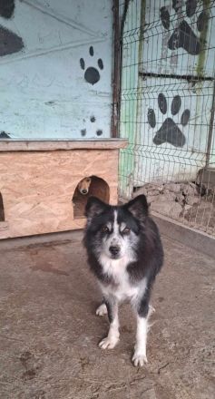 Speedy, sucht einen Gnadenplatz