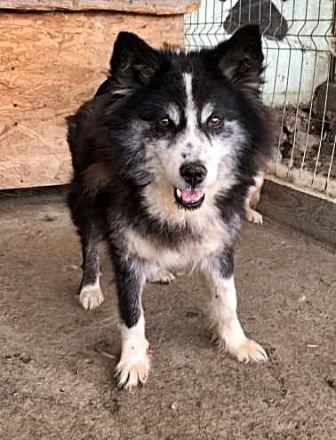 Speedy, sucht einen Gnadenplatz