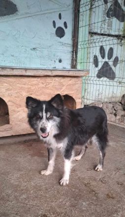 Speedy, sucht einen Gnadenplatz