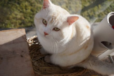 BKH Kater zu verkaufen