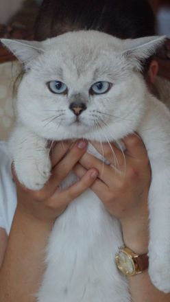 BKH Kater zu verkaufen