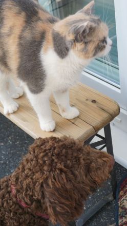 BKH Kater zu verkaufen