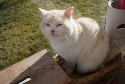 BKH Kater zu verkaufen