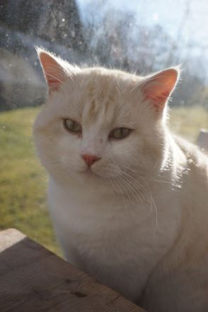 BKH Kater zu verkaufen