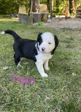 Border Collie Welpen