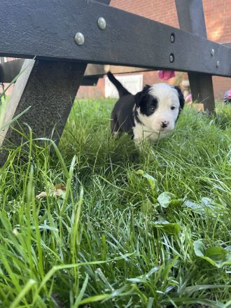 Border Collie Welpen