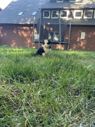 Border Collie Welpen