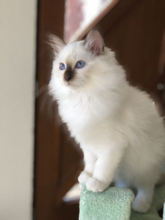 Heilige Birma Kitten mit Stammbaum