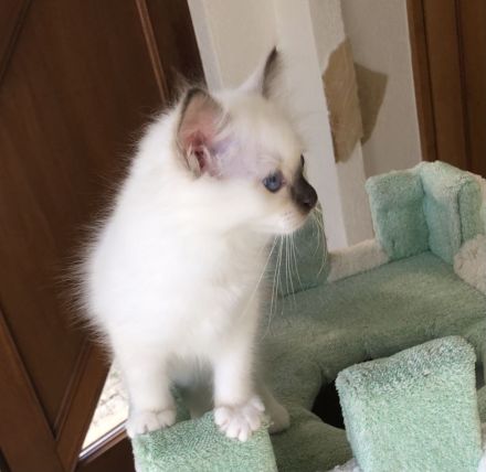 Heilige Birma Kitten mit Stammbaum