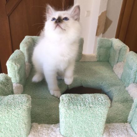 Heilige Birma Kitten mit Stammbaum