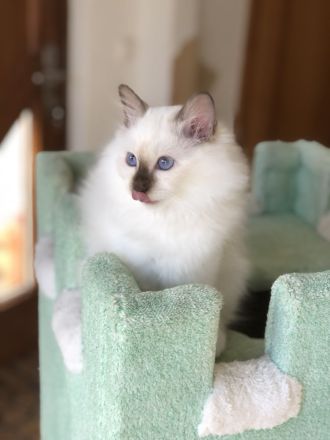 Heilige Birma Kitten mit Stammbaum