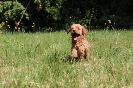 wunderschönes Toypudel Weibchen