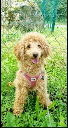 wunderschönes Toypudel Weibchen