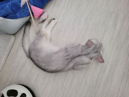 BKH Kitten ab sofort zu haben