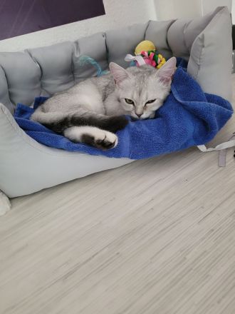 BKH Kitten ab sofort zu haben