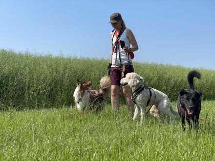 Professioneller Dogwalk • Hundebetreuung Vierbeinerpfad