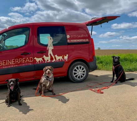 Professioneller Dogwalk • Hundebetreuung Vierbeinerpfad