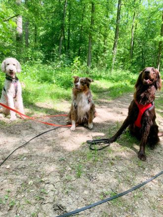 Professioneller Dogwalk • Hundebetreuung Vierbeinerpfad