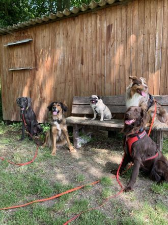 Professioneller Dogwalk • Hundebetreuung Vierbeinerpfad