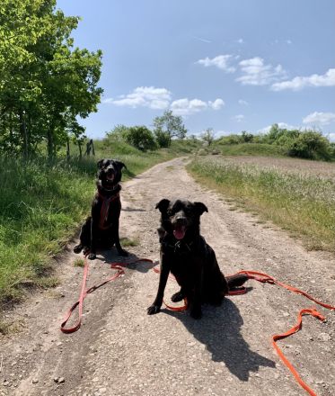 Professioneller Dogwalk • Hundebetreuung Vierbeinerpfad