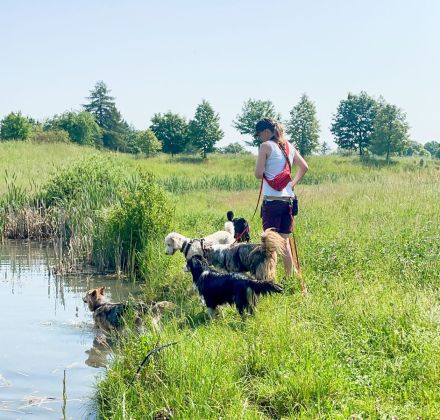 Professioneller Dogwalk • Hundebetreuung Vierbeinerpfad