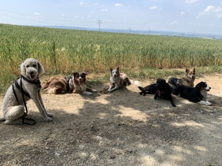 Professioneller Dogwalk • Hundebetreuung Vierbeinerpfad