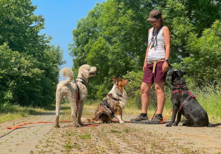 Professioneller Dogwalk • Hundebetreuung Vierbeinerpfad