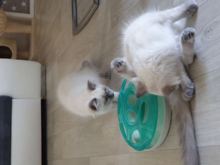 Ragdoll Kitten 17.03.23 geboren