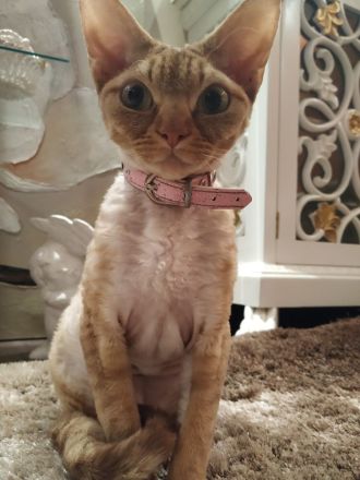Devon Rex Deckkater gesucht ! !!
