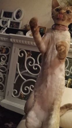 Devon Rex Deckkater gesucht ! !!