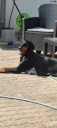 Dobermann Welpen
