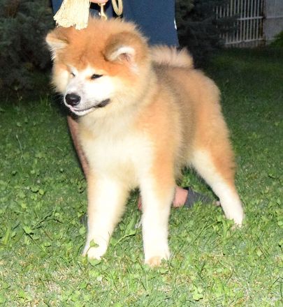 Wunderschöne Akita inu Welpen langhaariger