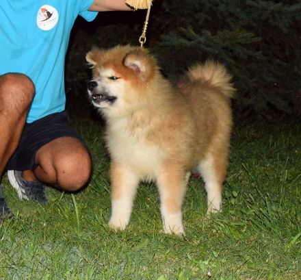 Wunderschöne Akita inu Welpen langhaariger