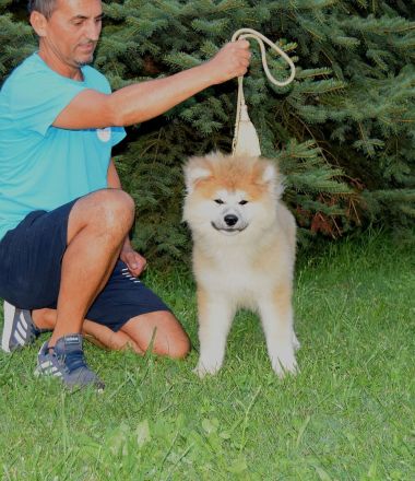 Wunderschöne Akita inu Welpen langhaariger