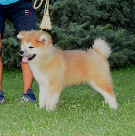 Wunderschöne Akita inu Welpen langhaariger