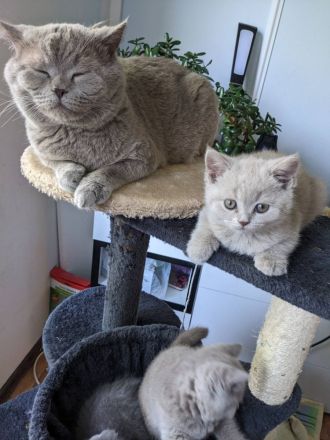 Wunderschöne BKH Kitten