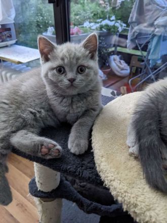 Wunderschöne BKH Kitten