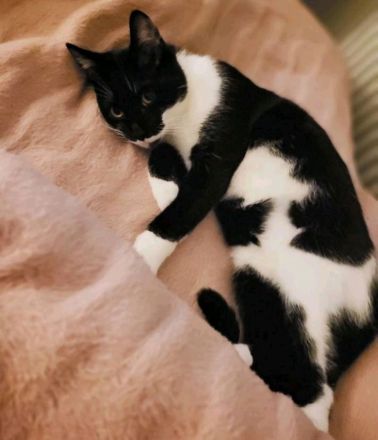 Kater EKH 2 Jahre alt