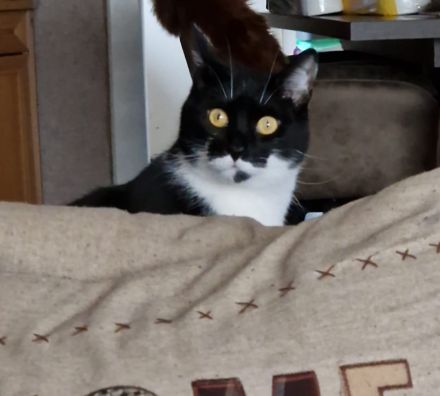 Kater EKH 2 Jahre alt